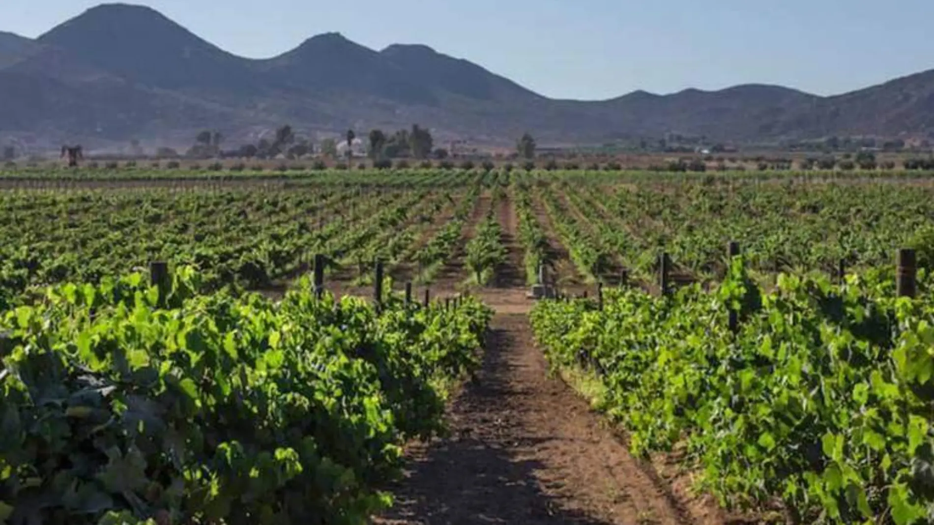 Valle de Guadalupe